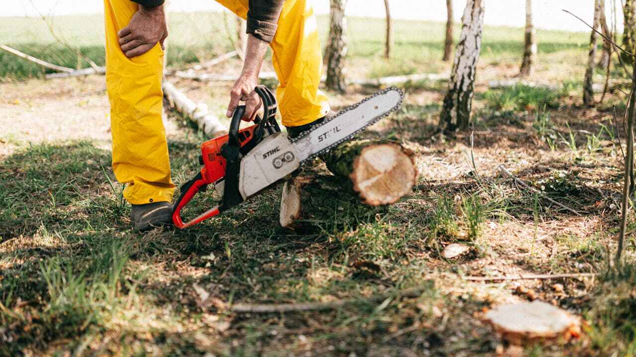 Best Emergency Storm Tree Removal  in Charlotte Park, FL